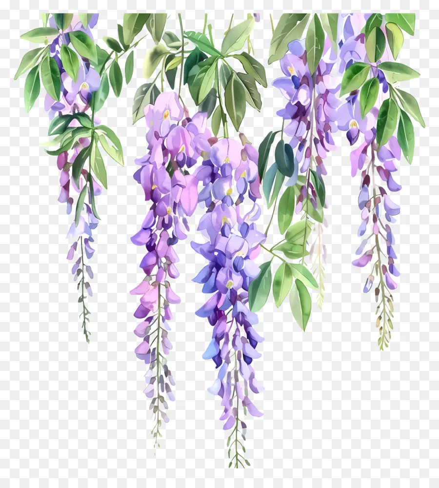 شنق الويستريا，Wistericalor Wisteria PNG