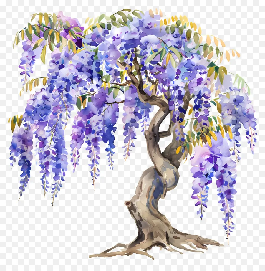 شجرة الوستارية，Wistericalor Wisteria PNG