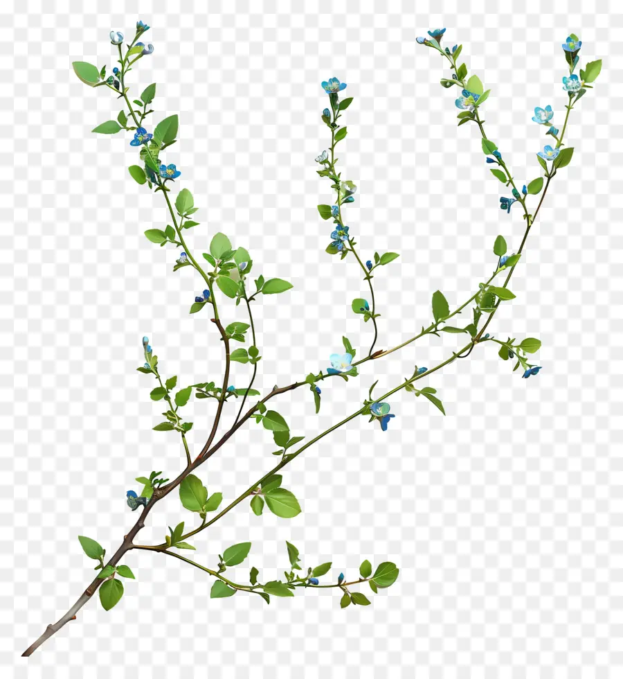 الزهور الزرقاء，بتلات الحساسة PNG