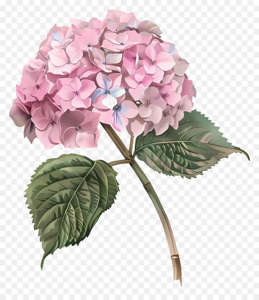 الوردي الكوبية，زهرة الوردي PNG