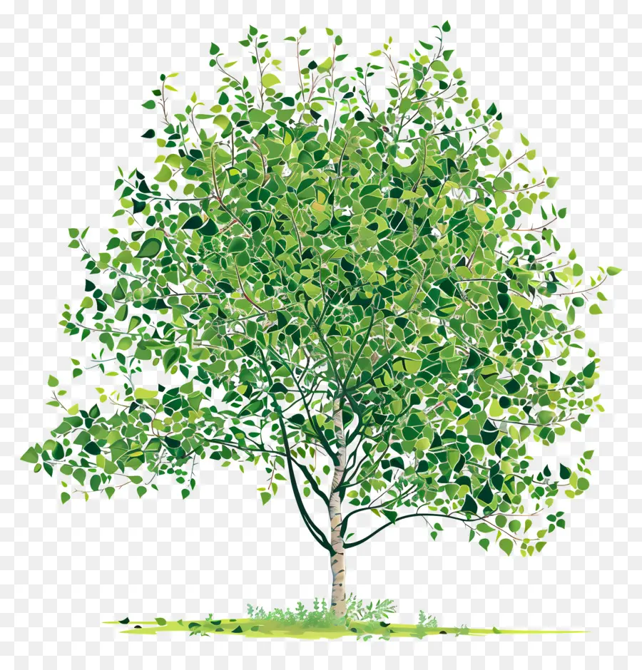 Peepal شجرة，شجرة الخشب PNG