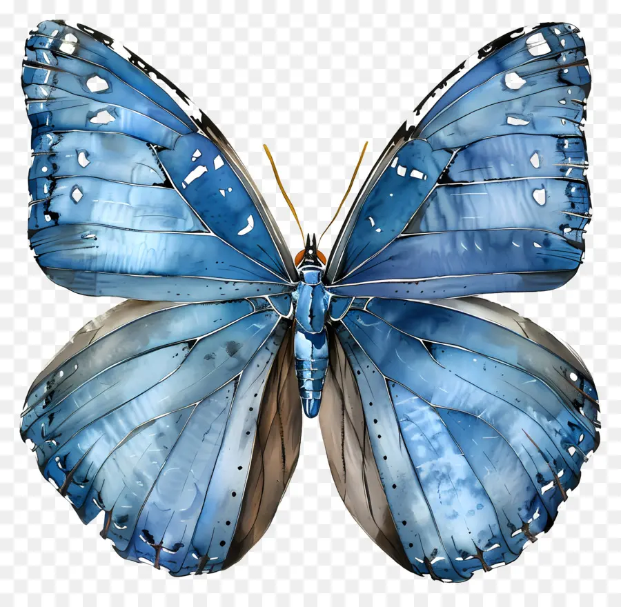 الفراشة الزرقاء，الحشرات PNG