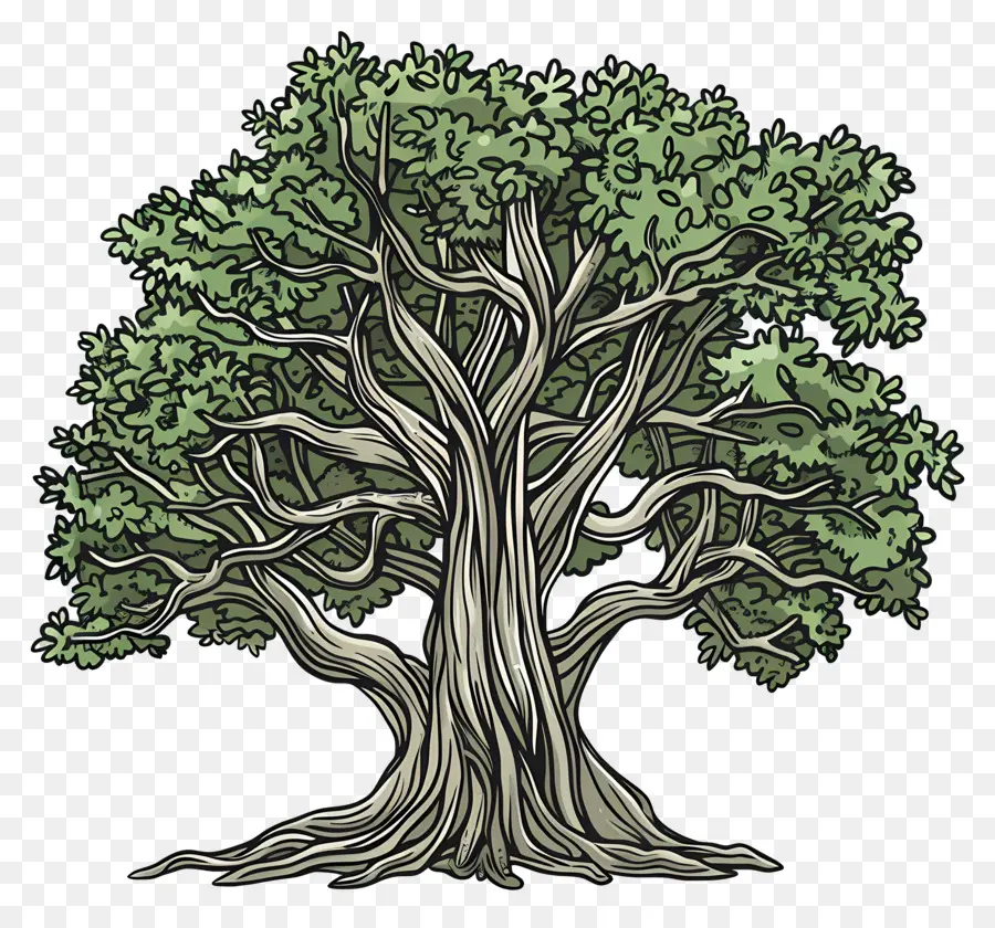 بانيان تري，شجرة البلوط PNG