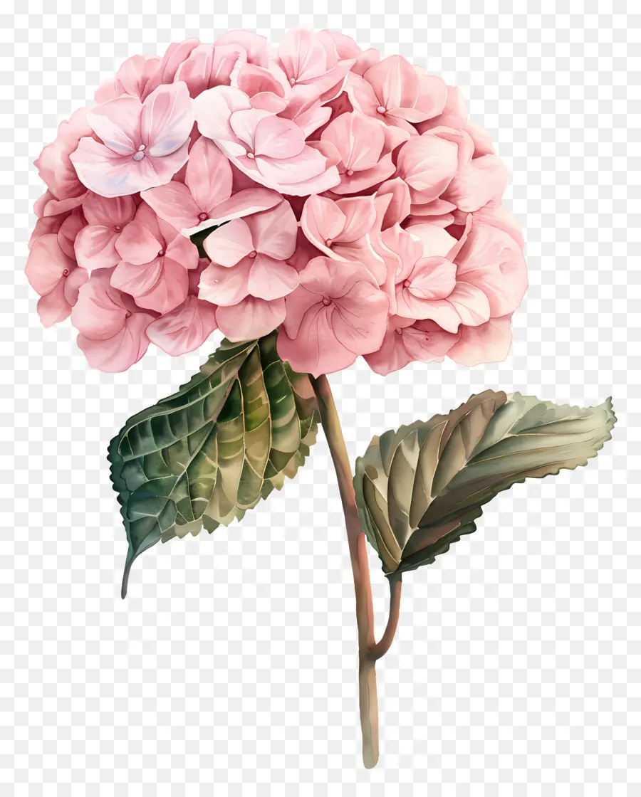 الوردي الكوبية，زهرة الكركديه PNG