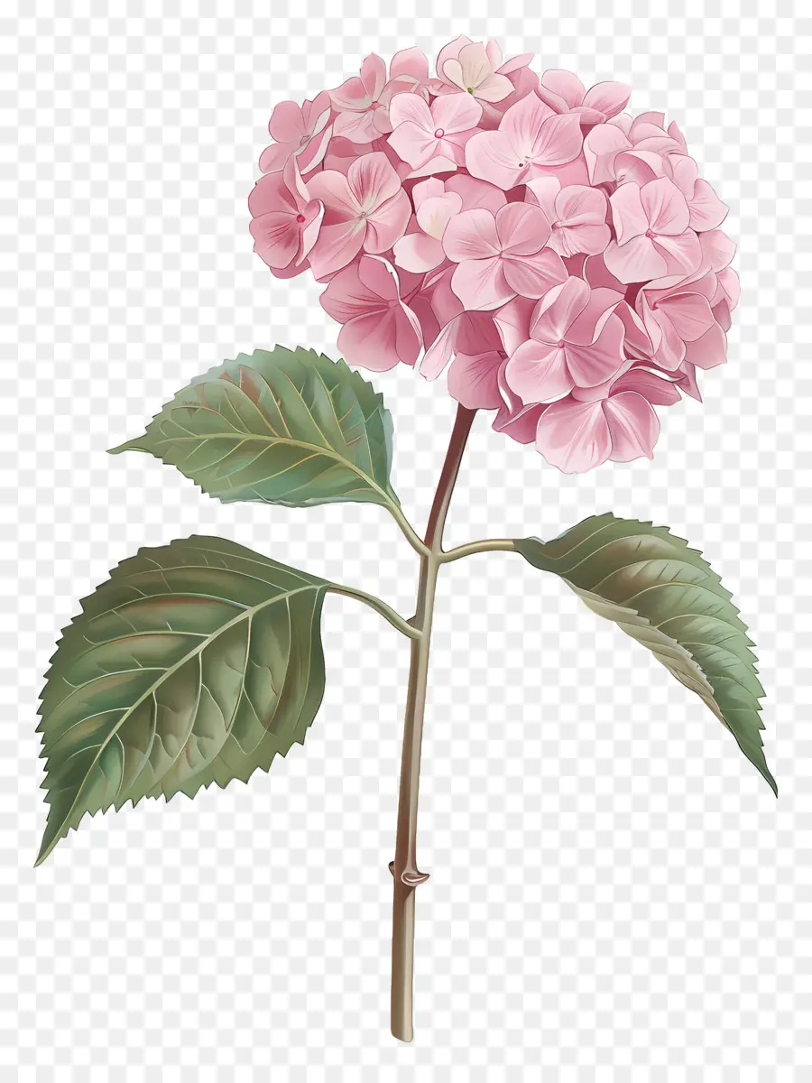 الوردي الكوبية，زهرة البستنة الوردي PNG
