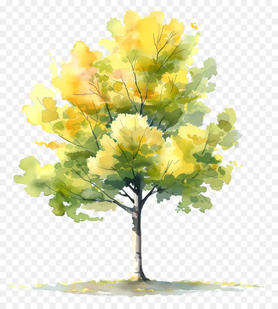 شجرة الجنكة，شجرة PNG