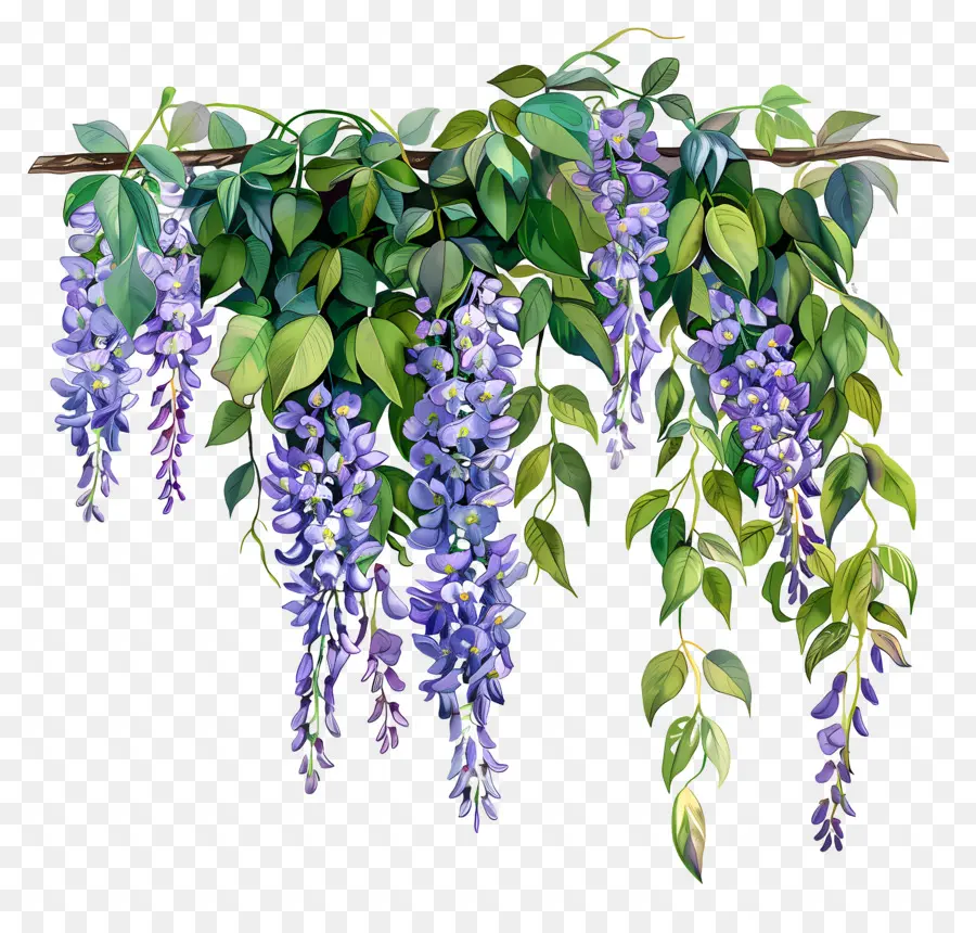 شنق الويستريا，Wistericalor Wisteria PNG