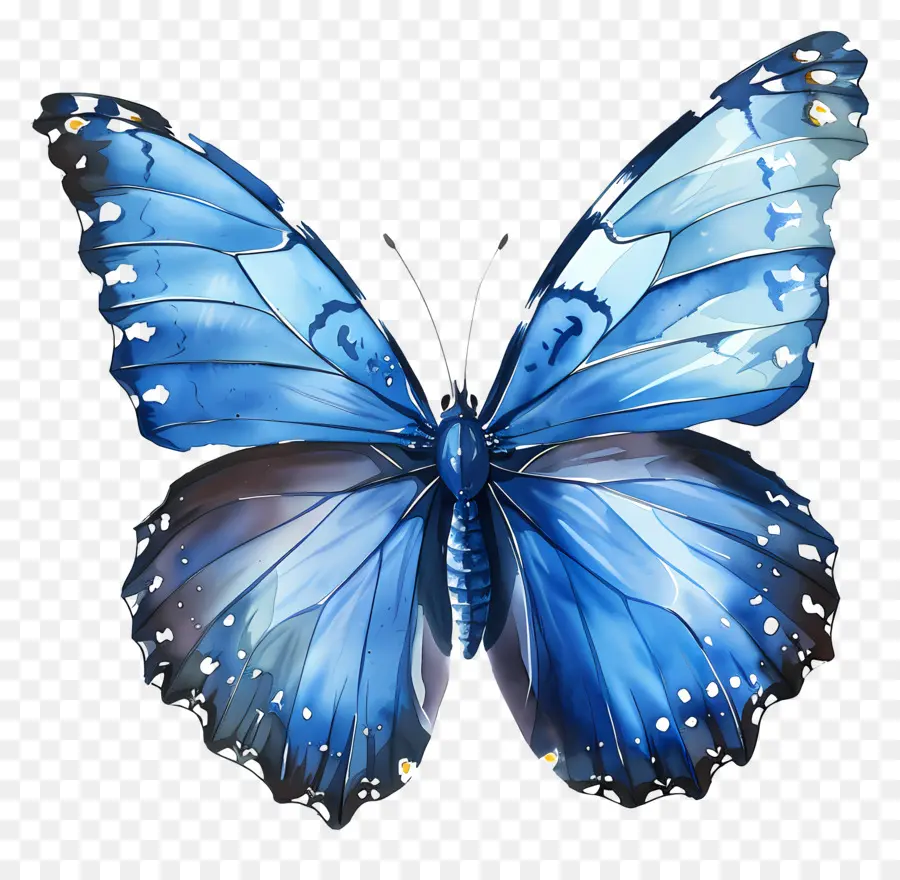 الفراشة الزرقاء，فراشة PNG