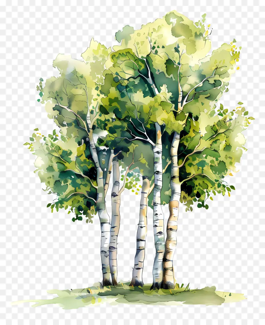 شجرة الحور，أشجار أسبن PNG
