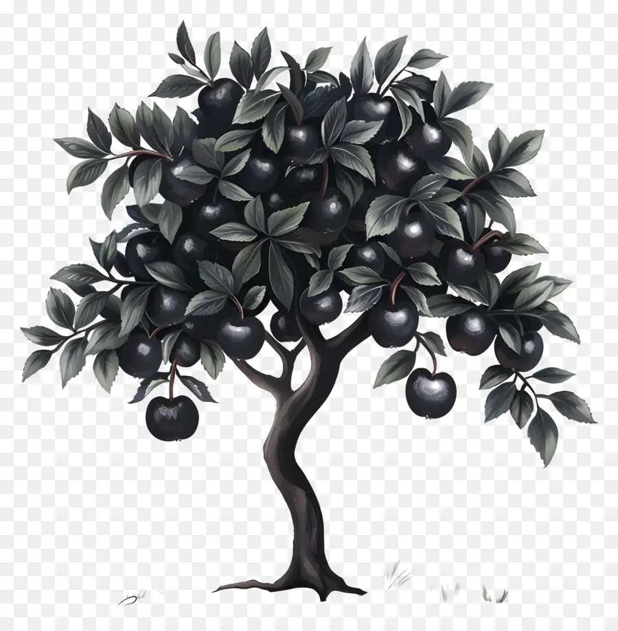 شجرة التفاح السوداء，شجرة فاكهة PNG