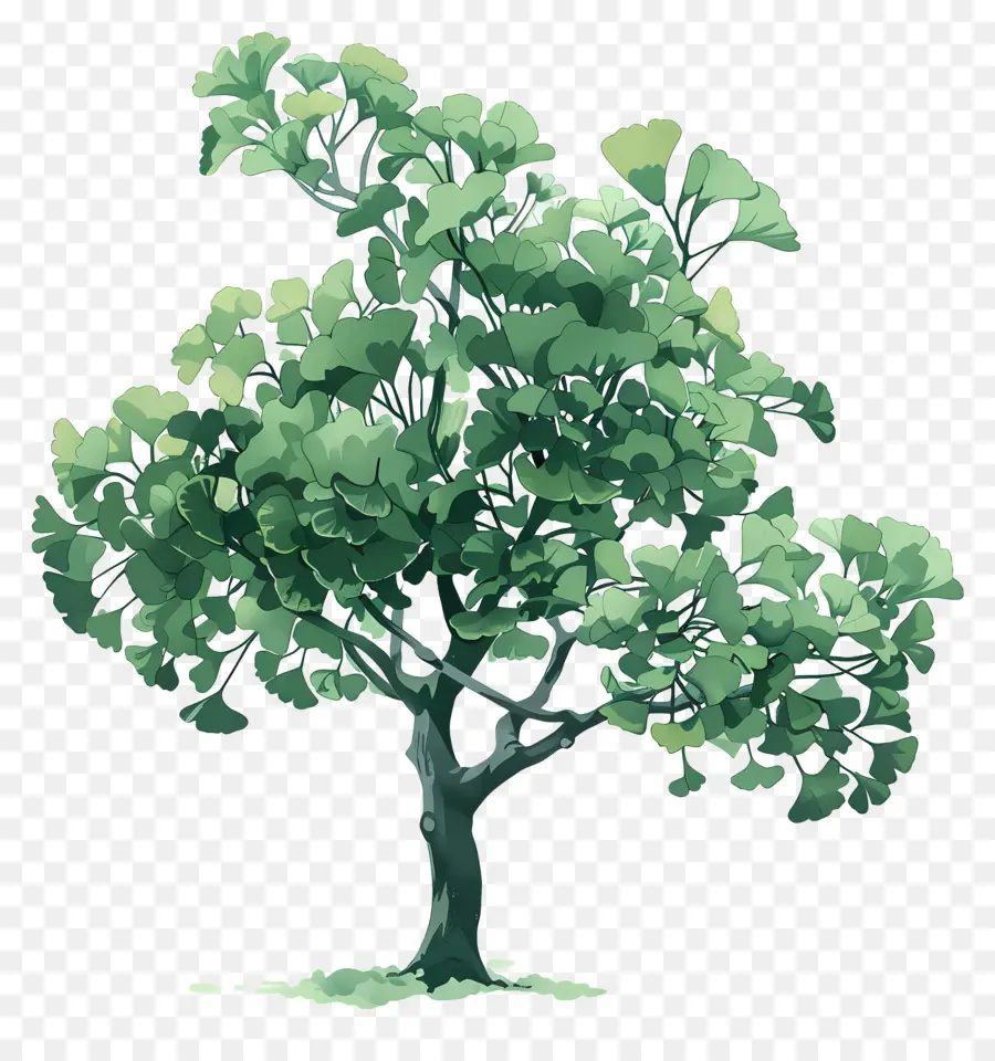 شجرة الجنكة，شجرة خضراء PNG