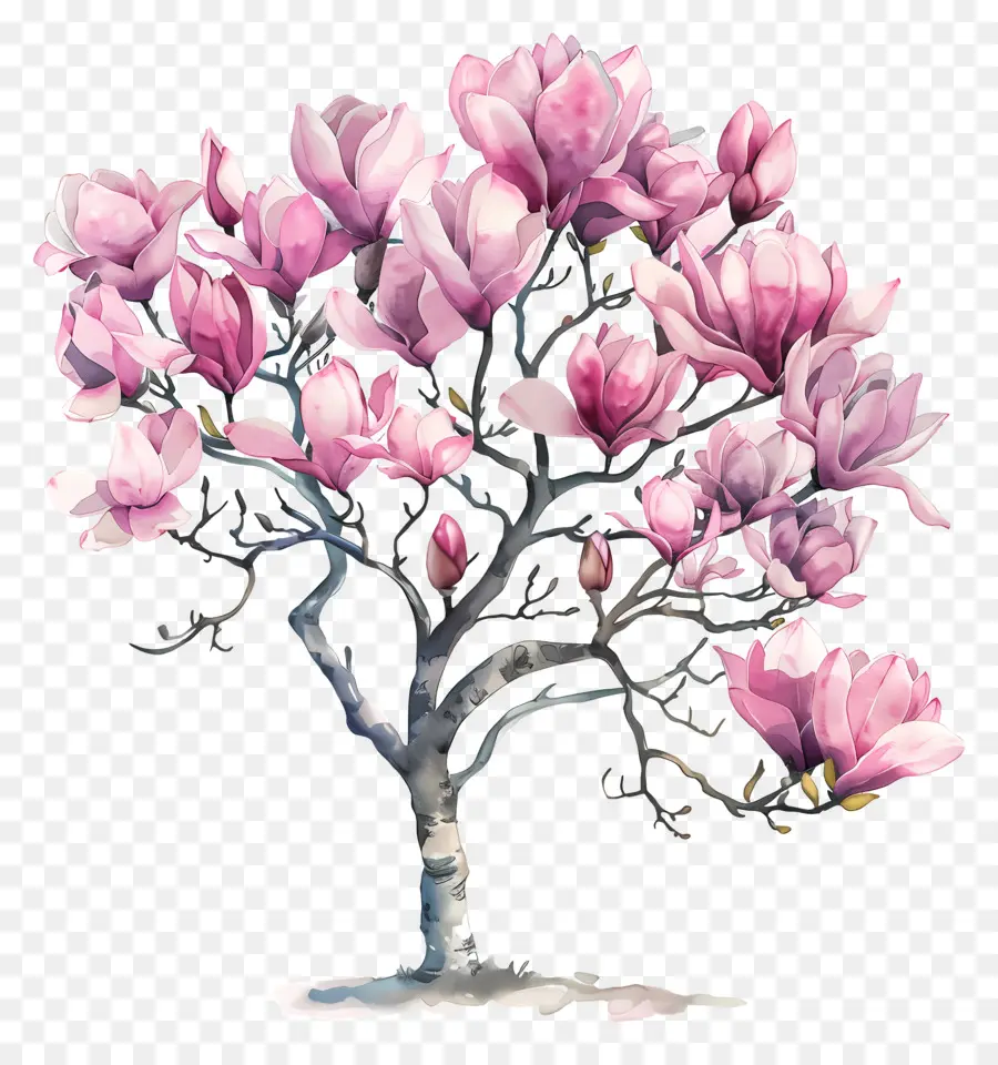 شجرة ماغنوليا，شجرة المزهرة الوردي PNG