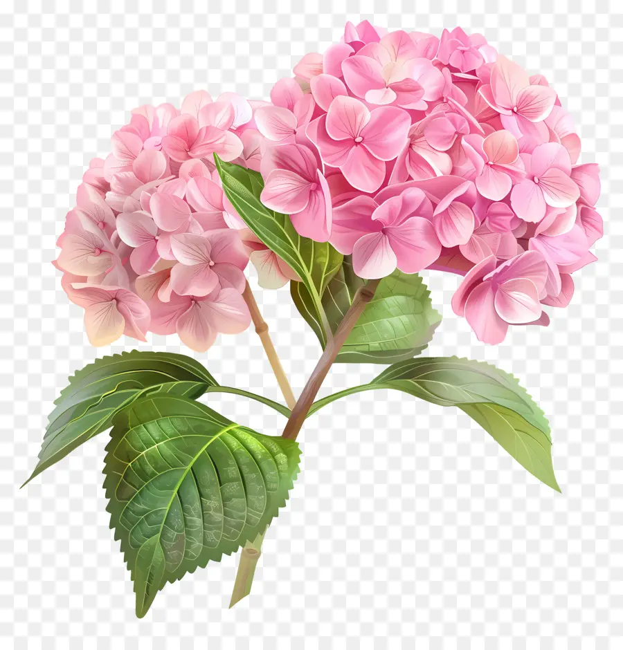 الوردي الكوبية，الصنبرا الوردي PNG
