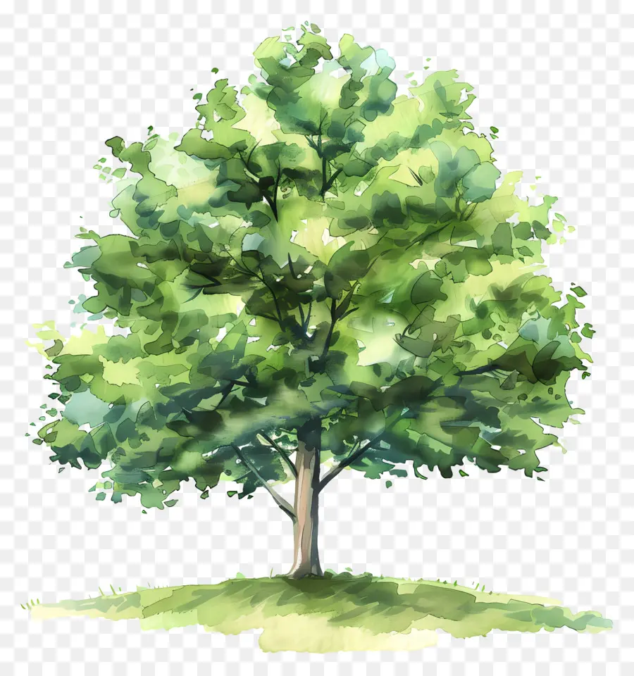 شجرة الزان，شجرة PNG