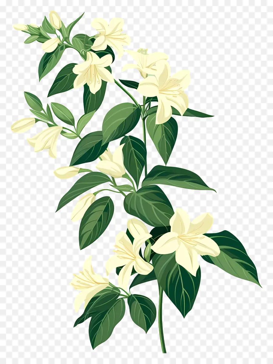 ياسمين，زهور الياسمين PNG
