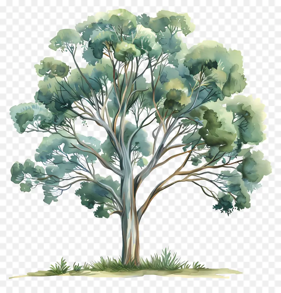 شجرة الكينا，شجرة PNG