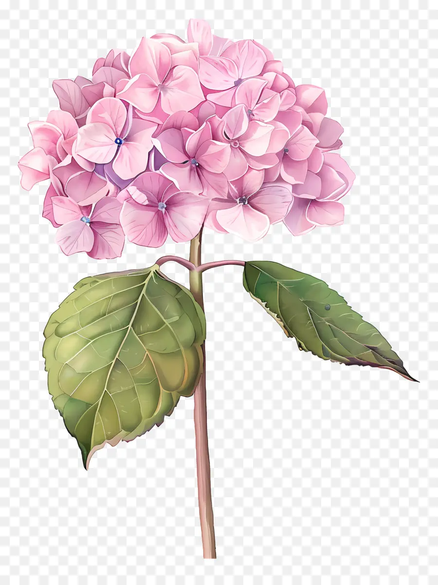 الوردي الكوبية，زهرة الكركديه PNG