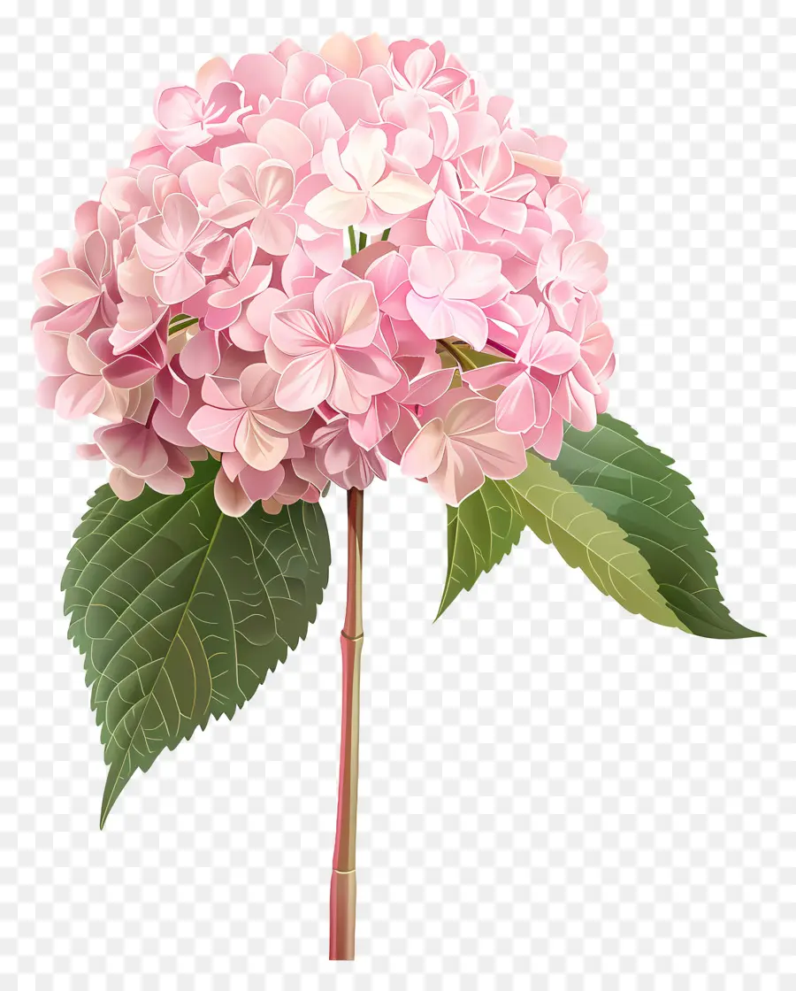 الوردي الكوبية，الزهور الوردية PNG