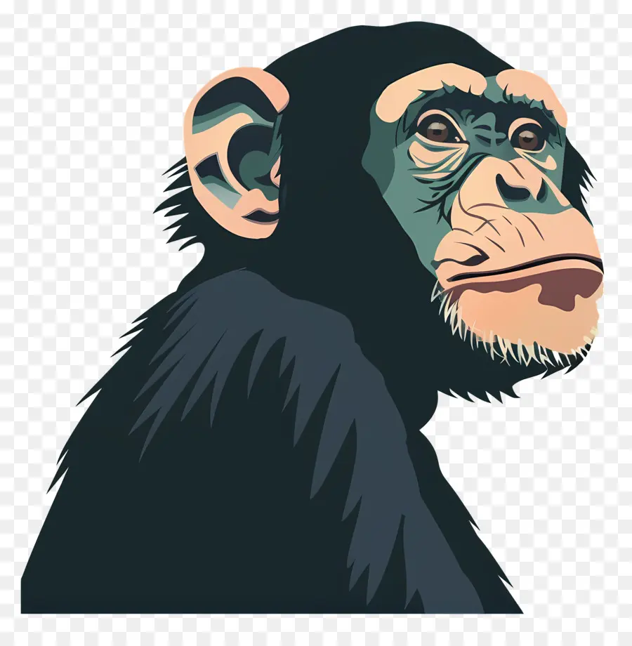 القرد，الشمبانزي PNG