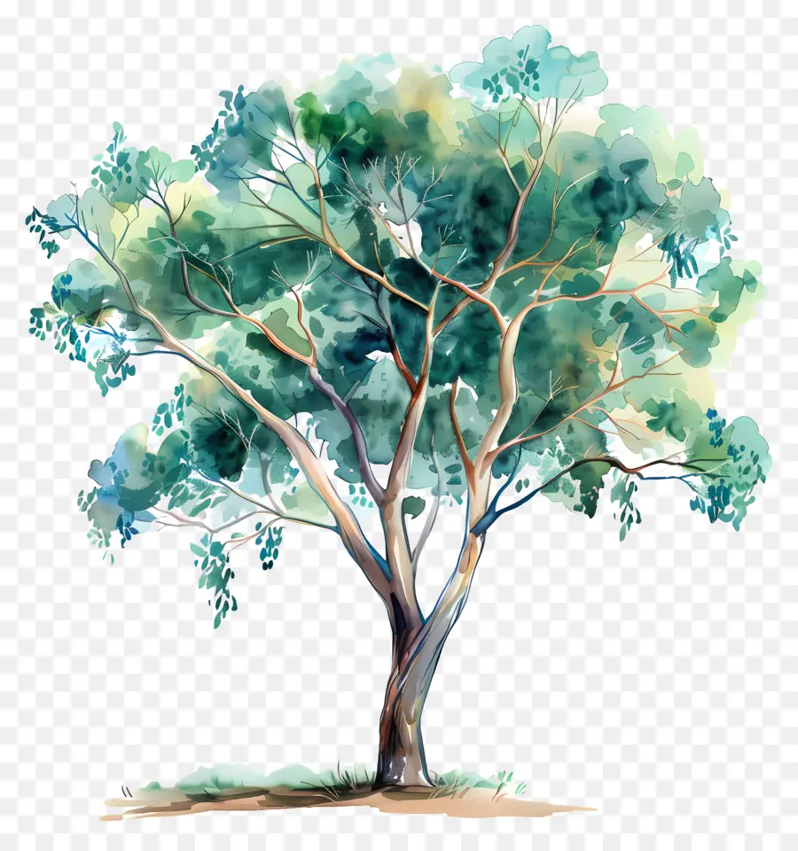 شجرة الكينا，شجرة اللوحة PNG