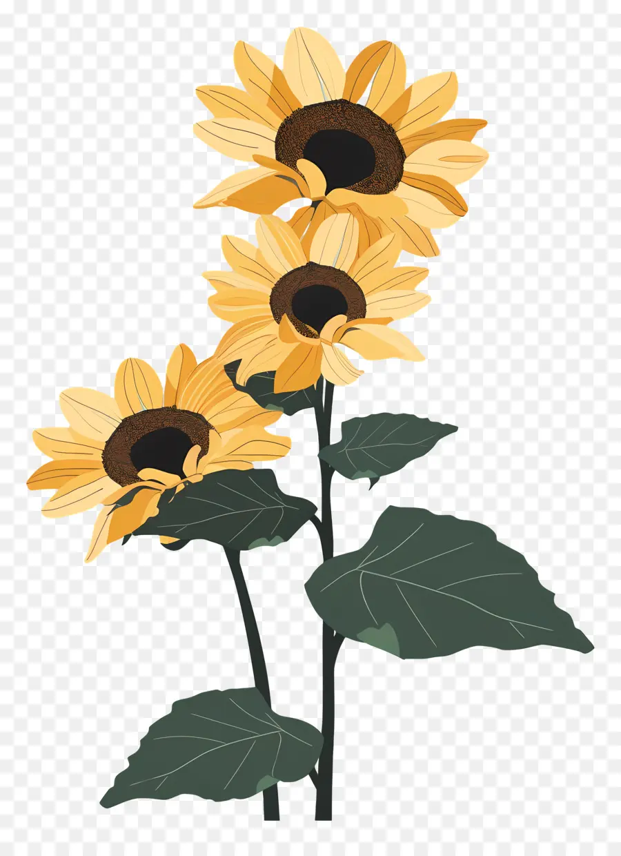 عباد الشمس，الزهور الصفراء PNG