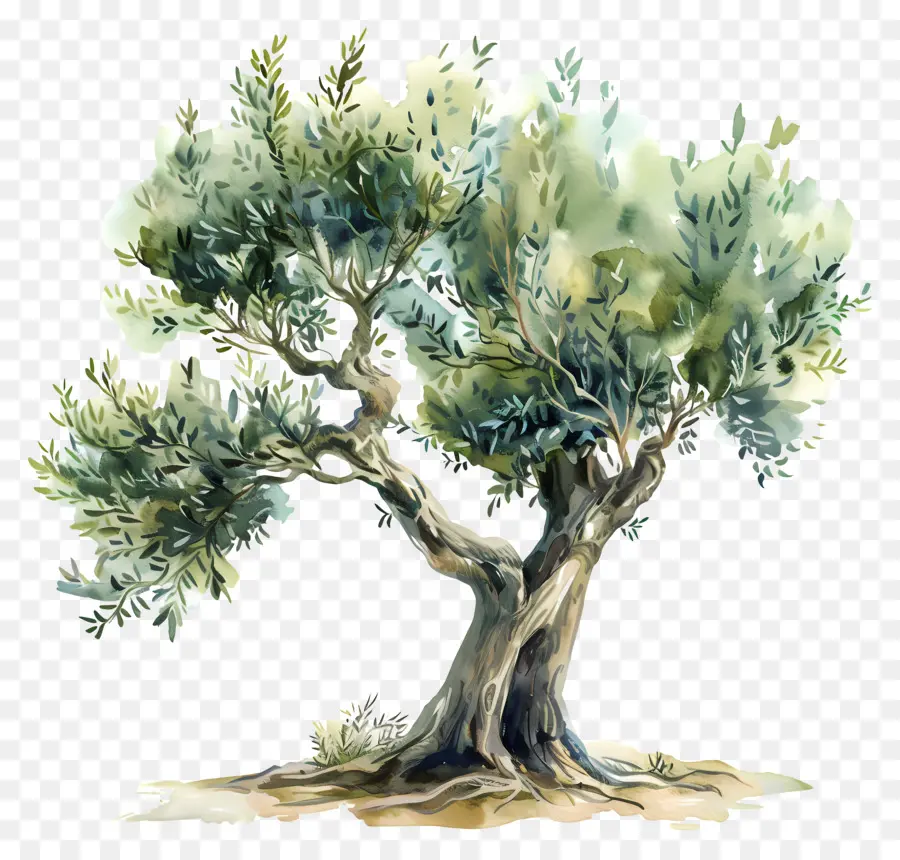 شجرة الزيتون，رمزية PNG