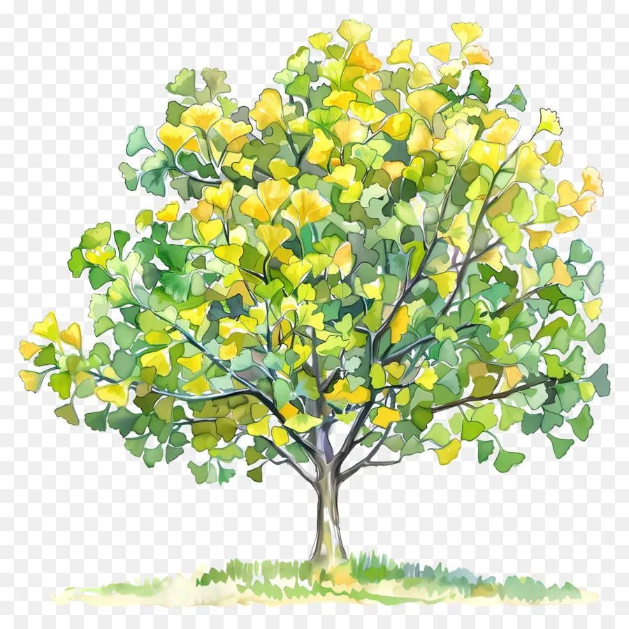 شجرة الجنكة，شجرة PNG