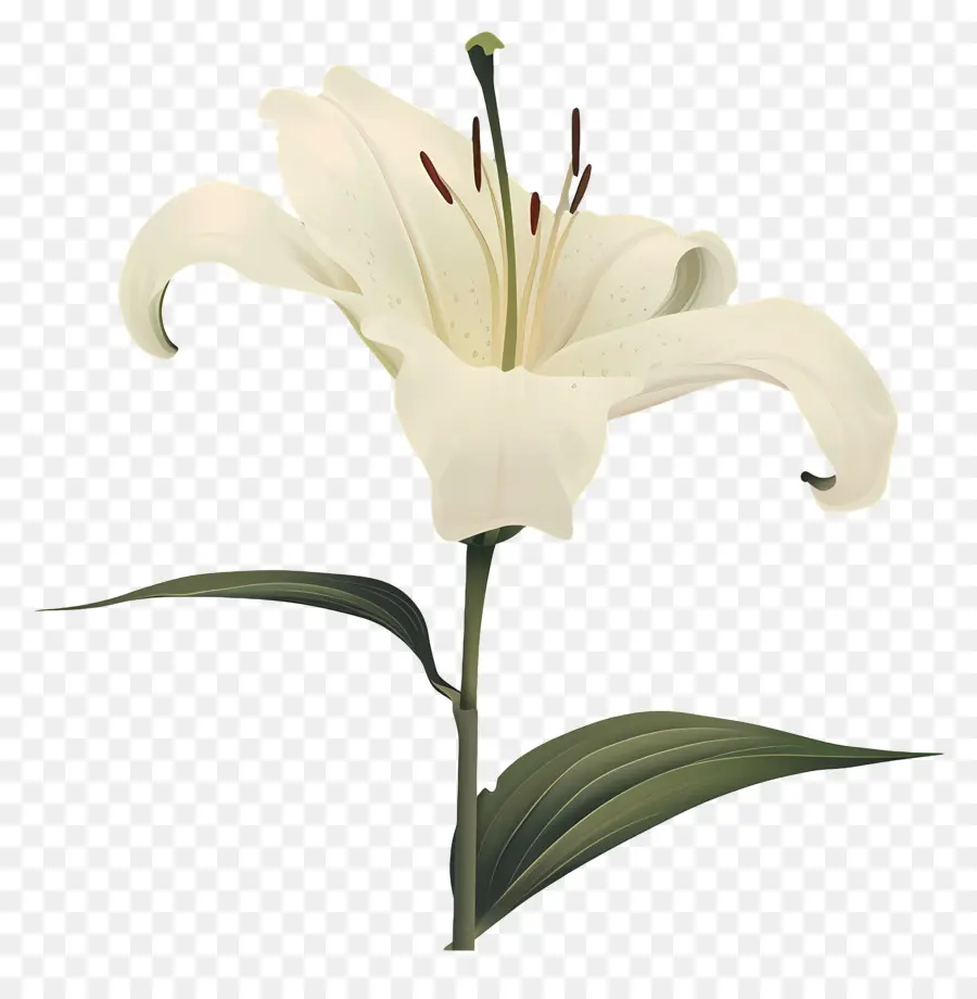 الزنابق，زهرة الزنبق PNG