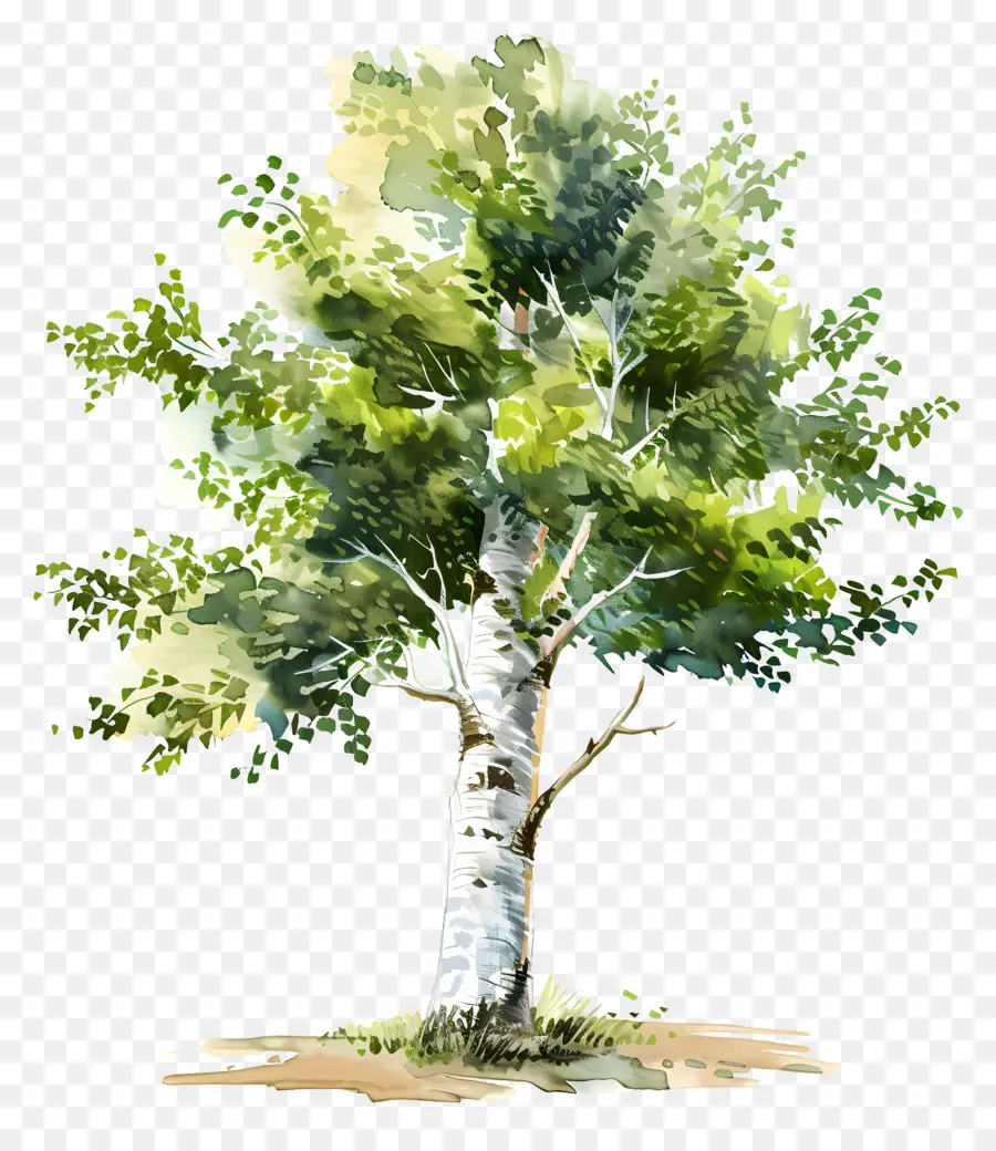 شجرة البتولا，شجرة PNG