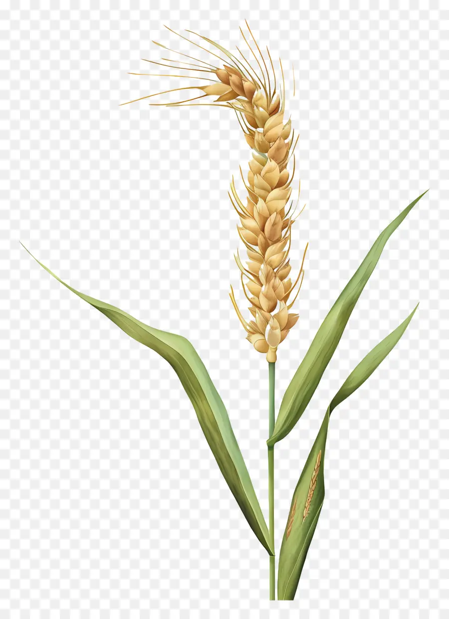 القمح，نبات القمح PNG