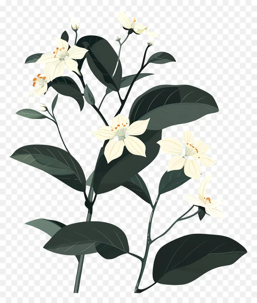 ياسمين，الزهور البيضاء PNG