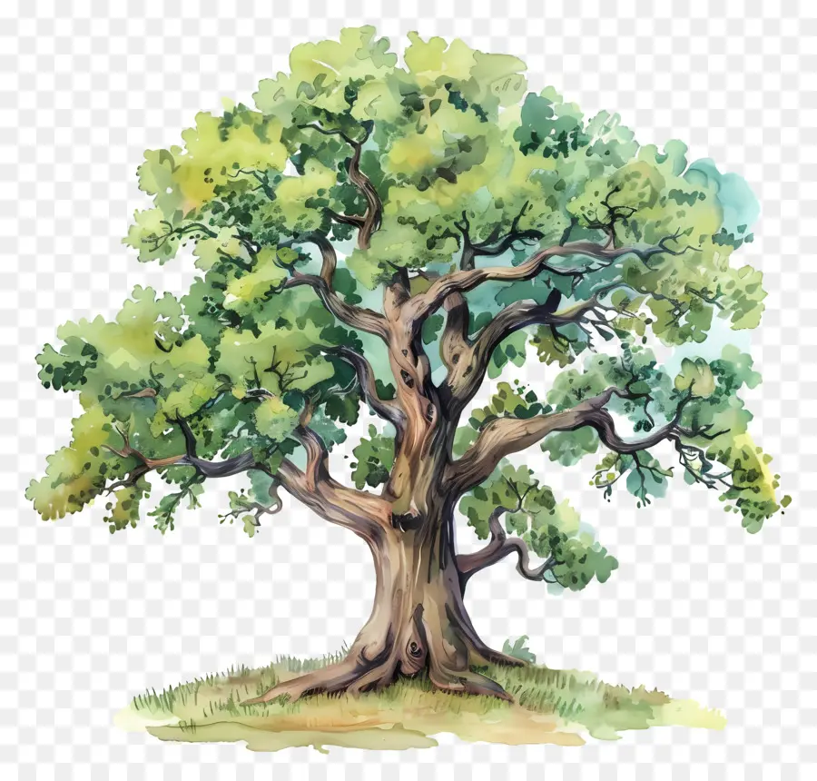 شجرة البلوط，الطبيعة PNG