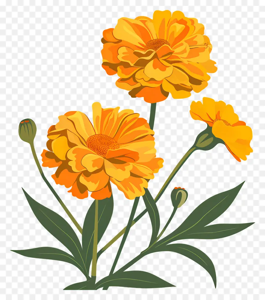 القطيفة，زهور البرتقال PNG