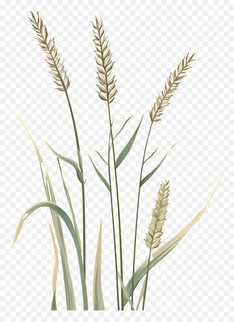 القمح，عشب جاف PNG