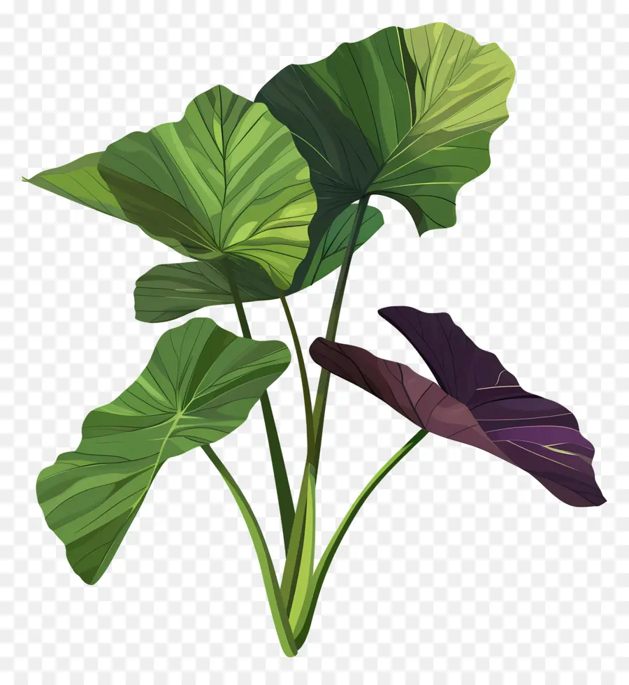 القلقاس，نبات الورق PNG