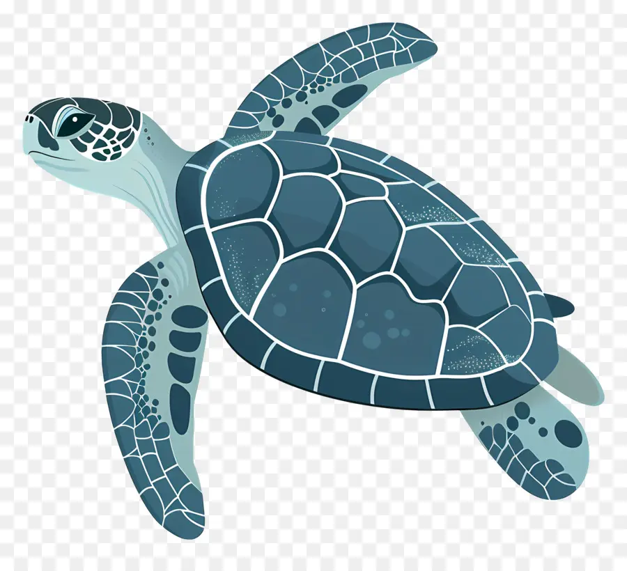 السلاحف البحرية，السلحفاة البحرية الخضراء PNG