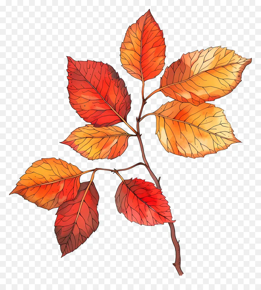 أوراق الخريف，ألوان الخريف PNG