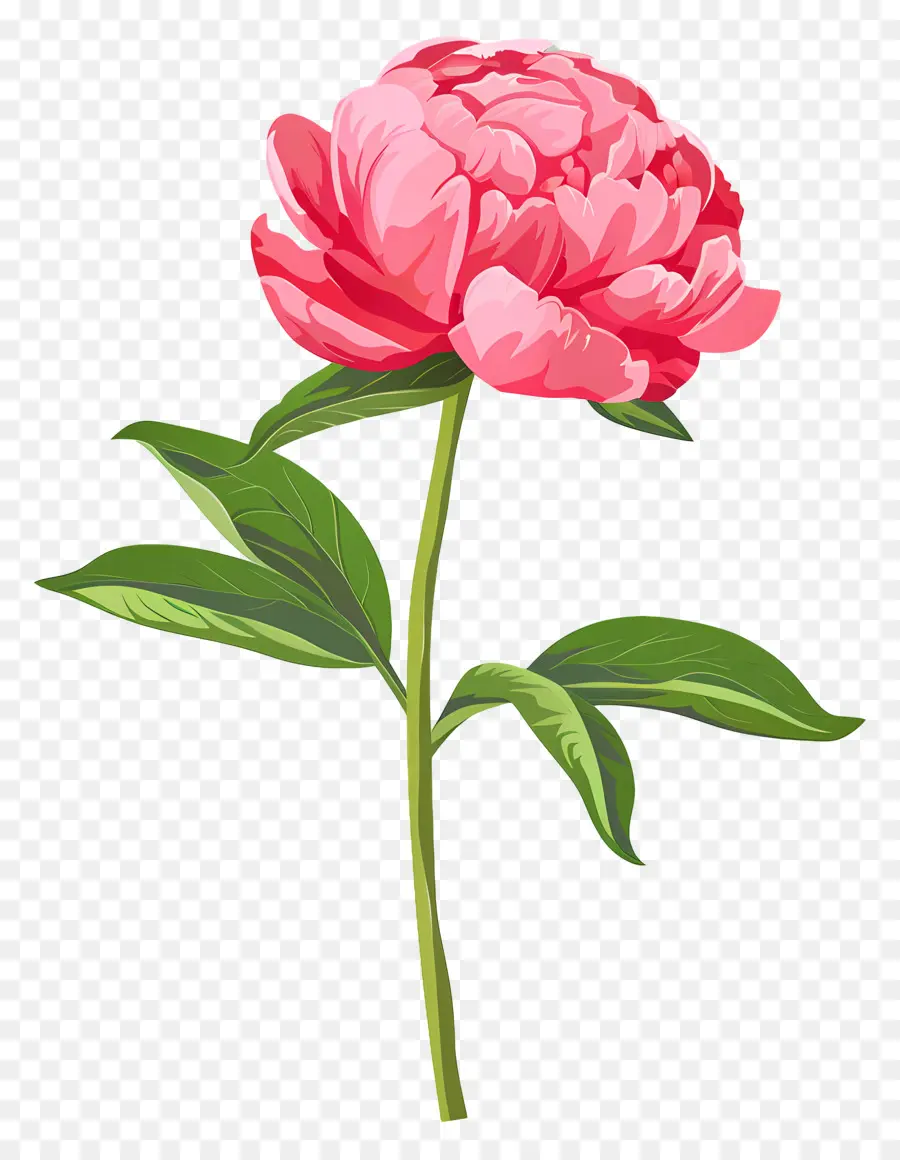 الفاوانيا，زهرة الوردي PNG