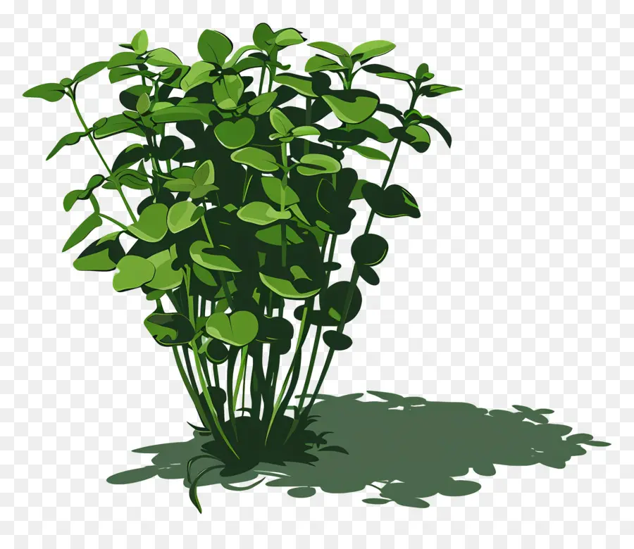 الرشاد，نمو النبات PNG