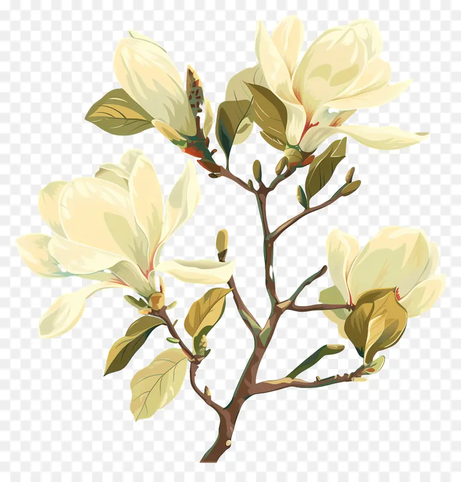 المغنوليا，الزهور البيضاء PNG