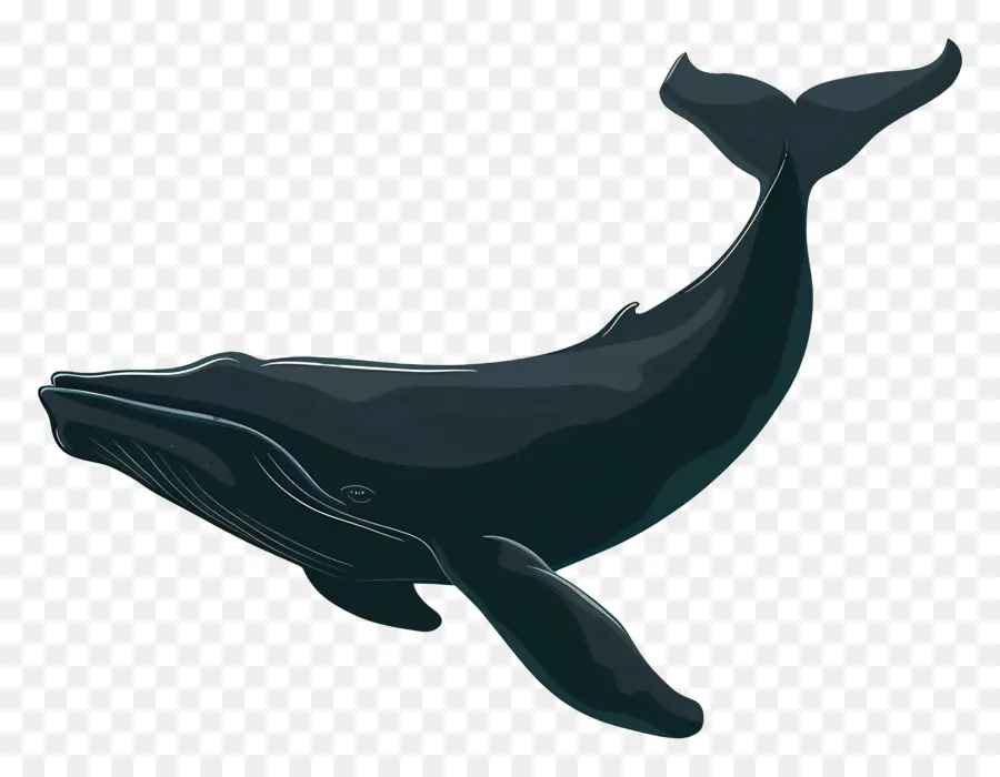 الحوت，الأسود و الأبيض PNG