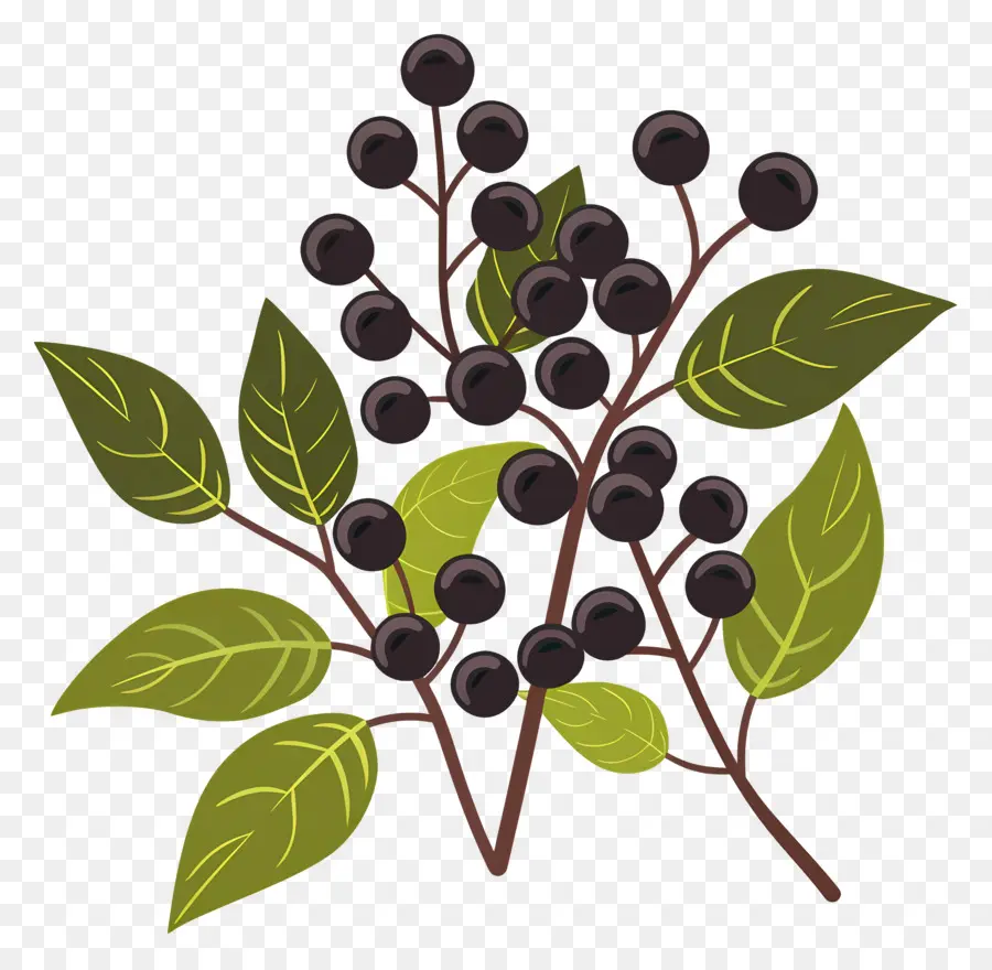 الفلفل الأسود，Blackberry Bush PNG