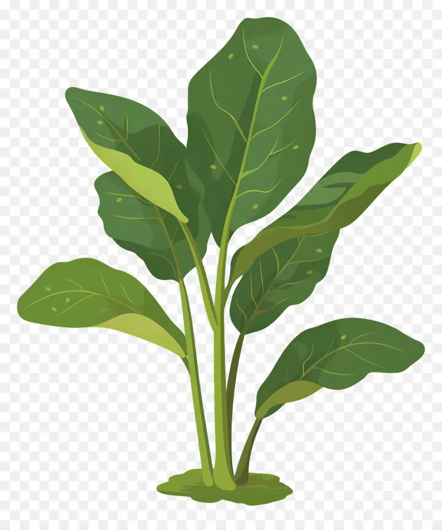 حميض，نمو النبات PNG