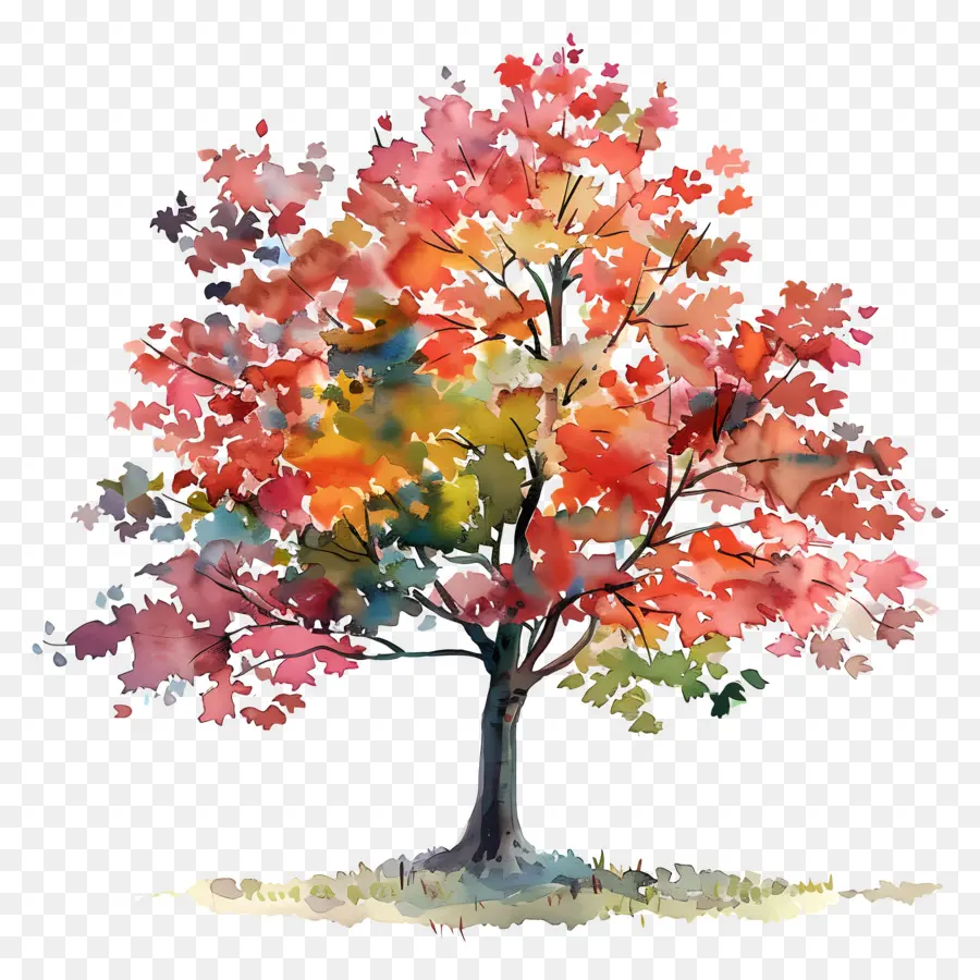 شجرة القيقب，أوراق الشجر الخريف PNG