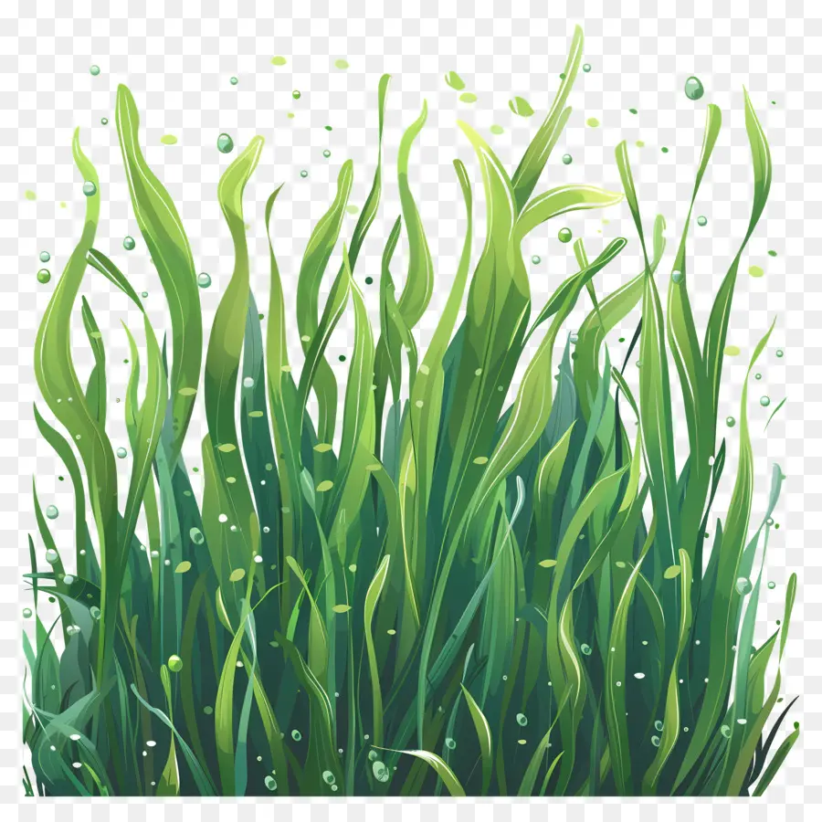 الأعشاب البحرية，العشب PNG