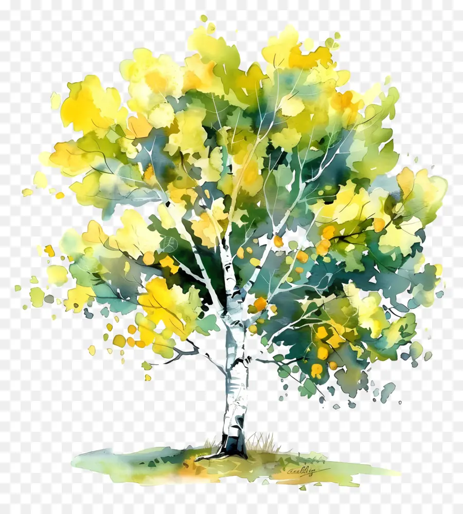 شجرة الحور，الرسم بالألوان المائية PNG