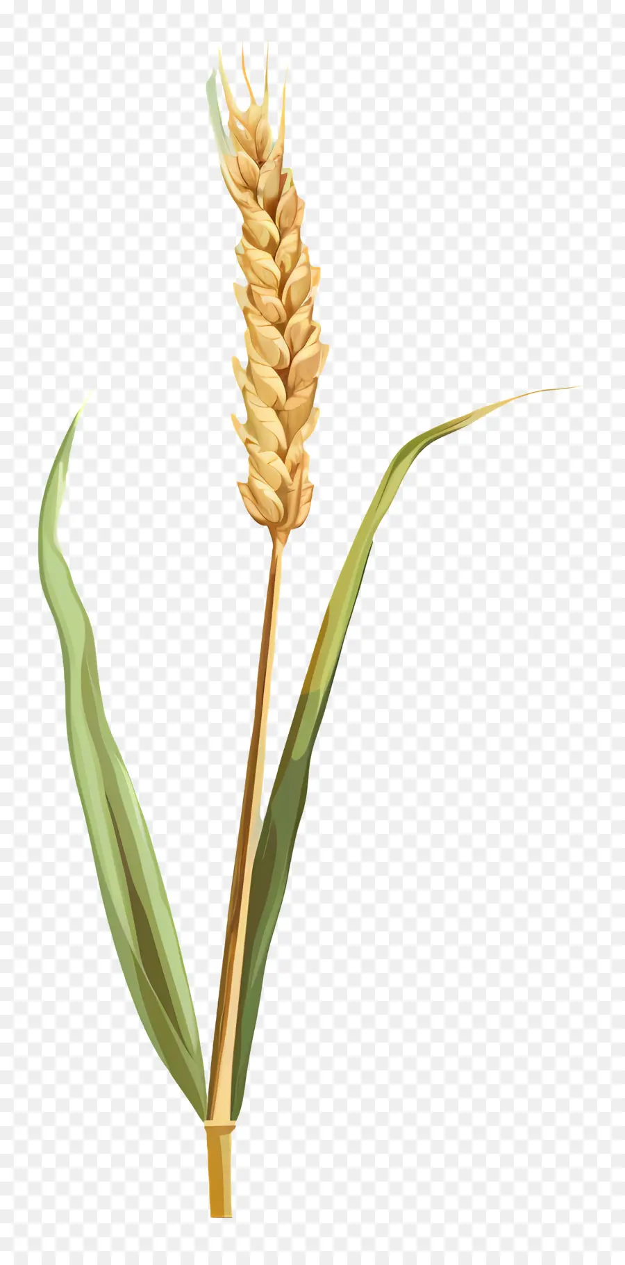 القمح，الزراعة PNG