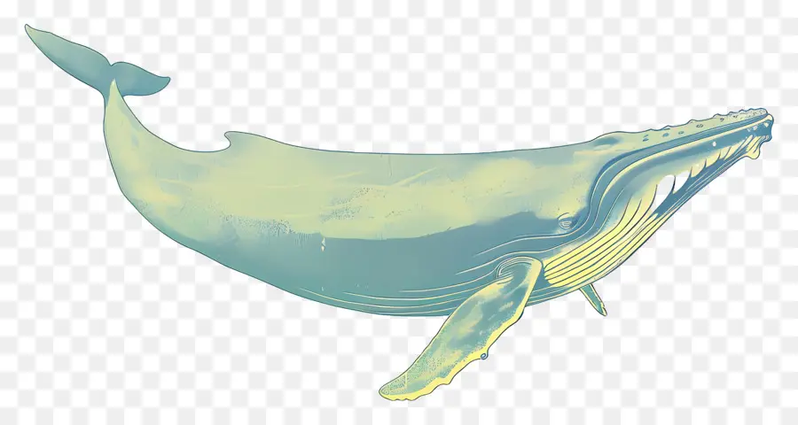 الحوت الأزرق，الحوت PNG