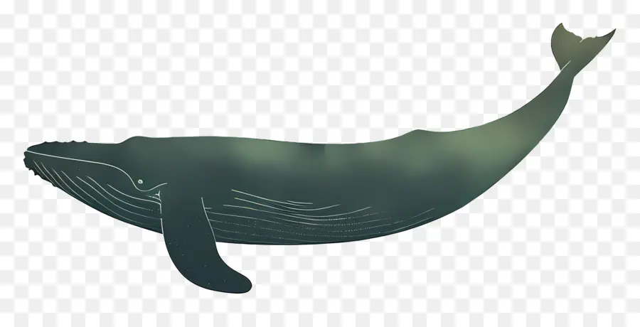 الحوت الأزرق，صورة ظلية ، PNG