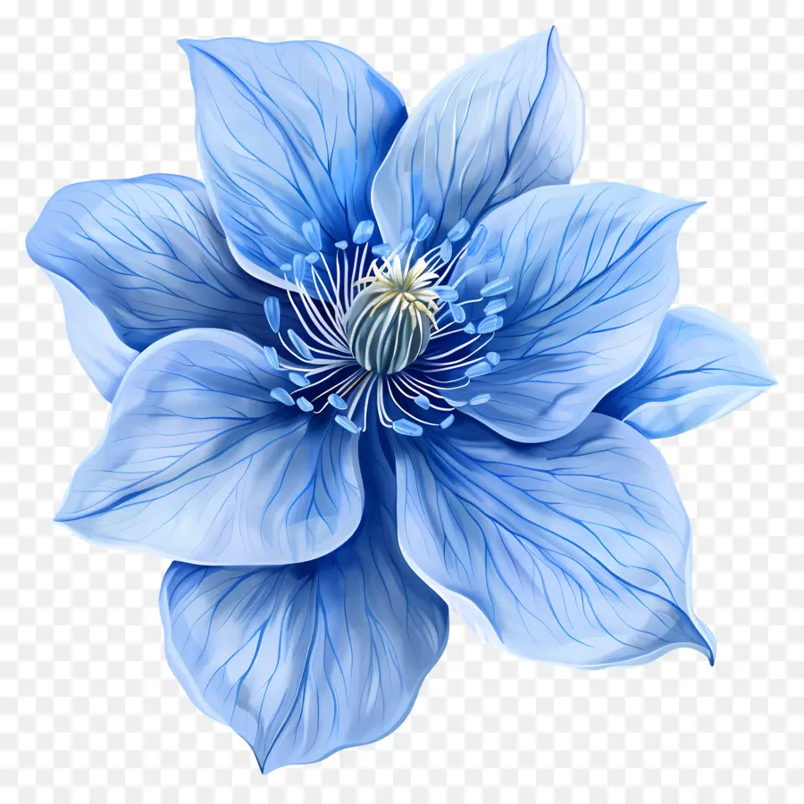 الزهرة الزرقاء，بتلات كبيرة PNG